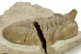 Bargain, Stalk-Eyed Asaphus Punctatus Trilobite - Russia #363086-2